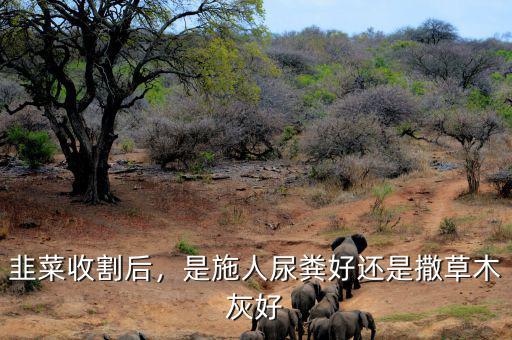 韭菜收割后，是施人尿糞好還是撒草木灰好
