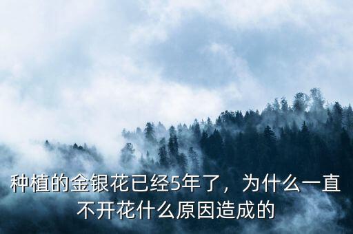 種植的金銀花已經(jīng)5年了，為什么一直不開花什么原因造成的