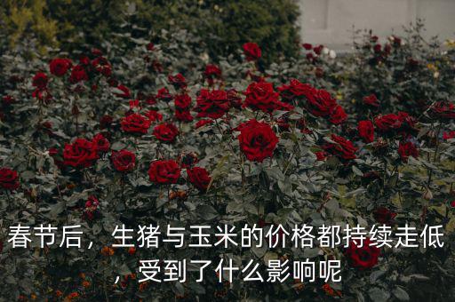 春節(jié)后，生豬與玉米的價格都持續(xù)走低，受到了什么影響呢