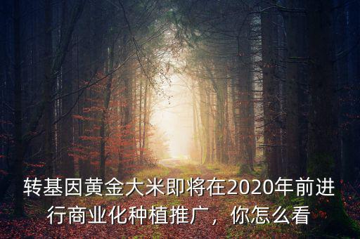 轉(zhuǎn)基因黃金大米即將在2020年前進行商業(yè)化種植推廣，你怎么看