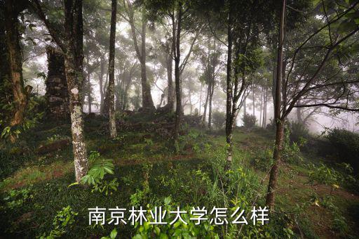 南京林業(yè)大學怎么樣
