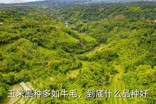 玉米品種多如牛毛，到底什么品種好