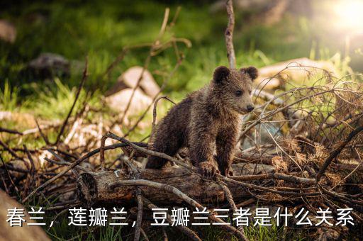 春蘭，蓮瓣蘭，豆瓣蘭三者是什么關(guān)系