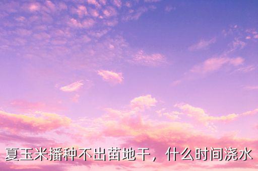 夏玉米播種不出苗地干，什么時間澆水