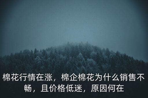 棉花行情在漲，棉企棉花為什么銷售不暢，且價(jià)格低迷，原因何在