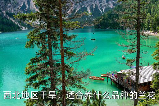 西北地區(qū)干旱，適合養(yǎng)什么品種的蘭花