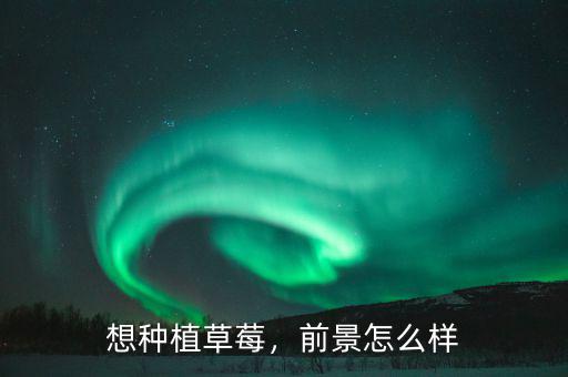想種植草莓，前景怎么樣