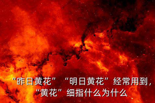 “昨日黃花”“明日黃花”經(jīng)常用到，“黃花”細(xì)指什么為什么