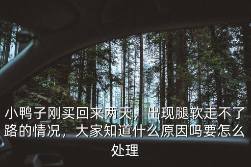 小鴨子剛買回來兩天，出現(xiàn)腿軟走不了路的情況，大家知道什么原因嗎要怎么處理