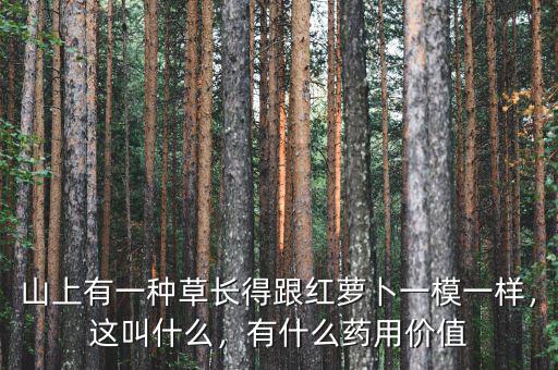 山上有一種草長得跟紅蘿卜一模一樣，這叫什么，有什么藥用價值
