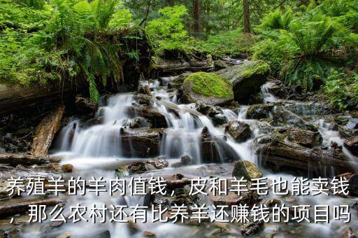 養(yǎng)殖羊的羊肉值錢，皮和羊毛也能賣錢，那么農(nóng)村還有比養(yǎng)羊還賺錢的項目嗎