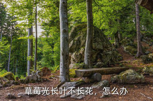 草莓光長(zhǎng)葉不長(zhǎng)花，怎么辦