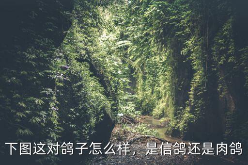 下圖這對鴿子怎么樣，是信鴿還是肉鴿