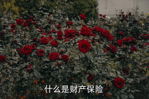 什么是財產保險