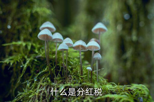 什么叫稅收紅利，什么是紅利稅企業(yè)交企業(yè)所得稅后分紅給個(gè)人還需要交個(gè)人所得稅不