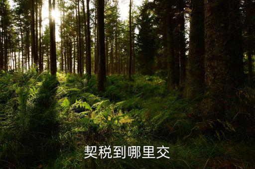 契稅可以在什么地方交，契稅到哪里交