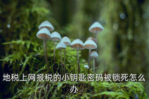 地稅上網報稅的小鑰匙密碼被鎖死怎么辦