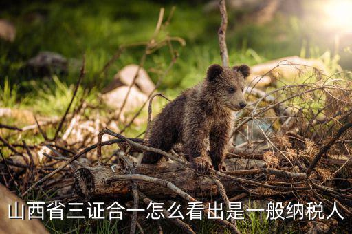 山西省如何查詢納稅人，為什么山西國稅發(fā)票無法查詢真?zhèn)?/></a></span><span id=