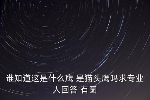 頭長的像鷹是什么鴿子，有那種飛禽類似鷹但又比鷹小專捕食鴿子