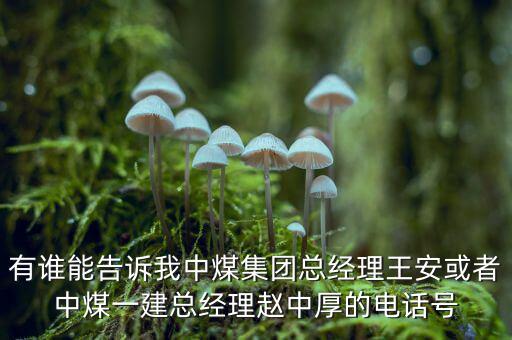 中煤王安是什么級別，王安被稱為什么