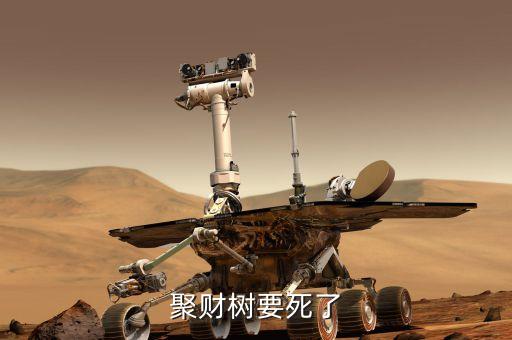 聚才樹能用什么肥，聚財樹要死了