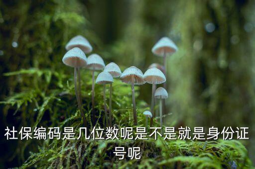 單位社保編碼14位是什么，什么是社保編號(hào)