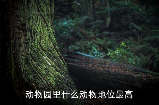 動物園什么動物人氣最高，動物園什么動物地位最高