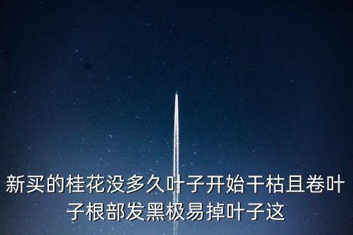 桂花樹過剩什么時候能緩解，盆栽的桂花為什么老掉葉子