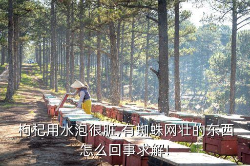  枸杞用水泡很臟,有蜘蛛網壯的東西怎么回事求解!